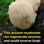 A Village With Strikingly Low Cancer Rates — And Their Secret Isn’t Expensive Supplements, But a Humble Root Vegetable Eaten Daily