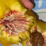 Natural Tree Resin: Top Benefits, and Traditional Uses