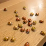 20 Amazing Ways to Use Cloves for Better Health