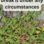 The Mystery of the Homemade Mace in the Bushes