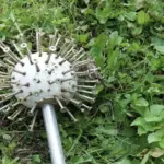 “This root kills 98% of stomach, colon, pancreatic and lung cancers “